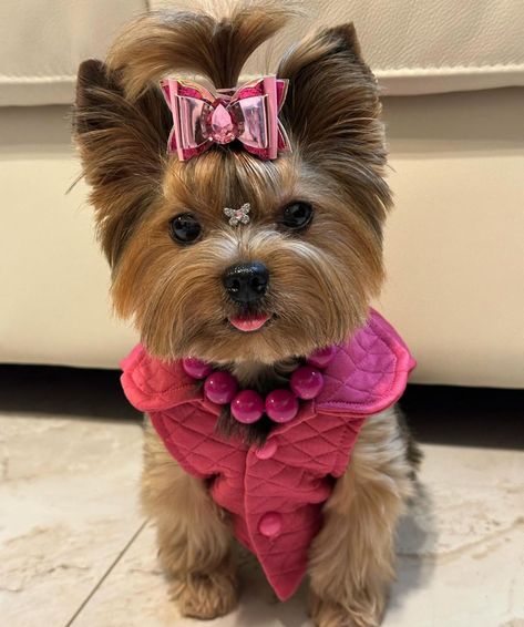 Mini Yorkie Puppy, Yorkie Terrier Haircuts, Blonde Yorkie, Cute Yorkie Haircut, Yorkie Teddy Bear Cut, Yorkie Puppy Haircuts, Yorkie Puppy Cut, Yorkie Puppy Care, Yorkie Haircut