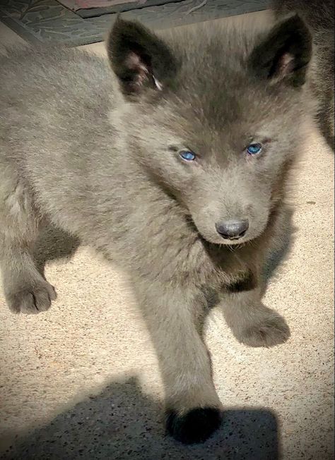 Use one word to describe this 6 week old Wolf Dog puppy. Do you love Wolf Dogs? Contact 435-704-7328 to learn more. White Wolf Pup, Dog With Blue Eyes, Old Wolf, Wolf Dog Puppy, Black German Shepherd Puppies, Wolf Pups, Wolf Dogs, Gray Dog, Blue Wolf