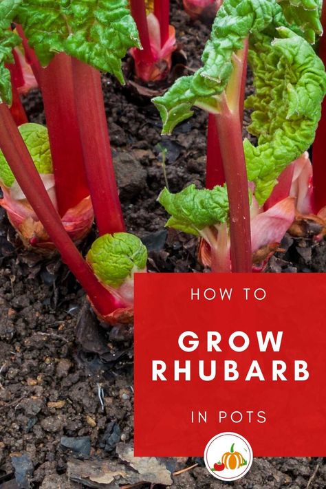 How To Grow Rhubarb, Grow Rhubarb, Growing Rhubarb, Rhubarb Plants, Vegetable Garden Diy, Veg Garden, Home Vegetable Garden, Growing Fruit, Fruit Garden