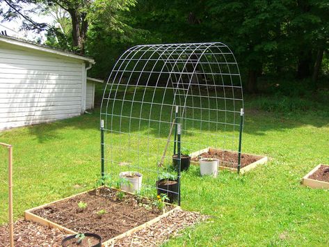 Cucumber Trellis, Diy Garden Trellis, Garden Vines, Vertical Gardens, Garden Veggies, Veg Garden, Garden Boxes, Garden Trellis, Garden Structures