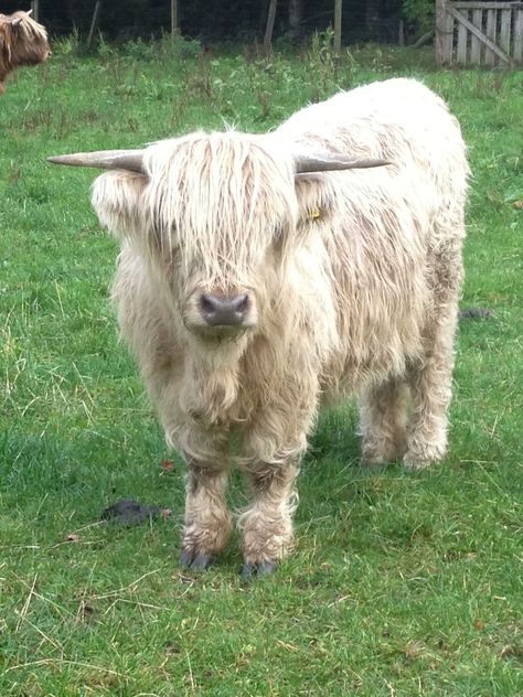 Scottish Highland Calf, White Highland Cow, Highland Cow Pictures, Highland Coo, Highland Calf, Scottish Cow, Highland Cow Art, Popular Images, Mini Cows