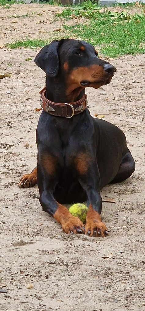 Doberman Uncropped Ears, Uncropped Doberman, Natural Doberman, Doberman Black, Doberman Pinscher Natural Ears, Rich Dog, Doberman Pinscher Dog, Doberman Dogs, Dream Dog