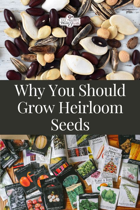 Why You Should Grow Heirloom Seeds Starting Vegetable Seeds, Homesteading Hacks, Planting Hacks, Homestead Lifestyle, Homesteading Life, Prairie Homestead, Cold Frames, Garden Catalogs, Vegetable Garden For Beginners