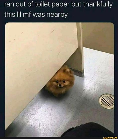 Found on iFunny Pomeranian Memes, Funny Pomeranian, We Are Best Friends, Pomeranian Puppy, Morning Humor, Funny Animal Memes, Funny Animal Pictures, Dog Memes, Best Funny Pictures