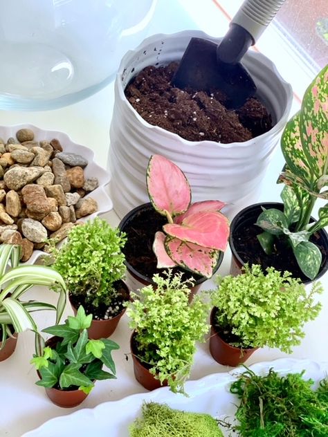 Glass Open Terrarium with DIY Stand - Celebrated Nest Open Air Terrarium, Plants For Terrariums, Plants For Open Terrarium, Open Terrarium Ideas Diy, Dollar Tree Terrarium Diy Projects, Open Terrarium Ideas, Terrarium Plants Open, Plants For A Closed Terrarium, Tiny Terrarium Plants