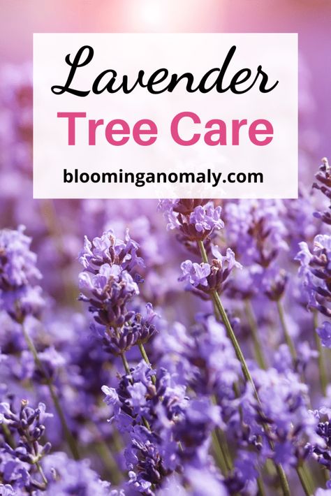 How to Care for a Lavender Tree Growing Lavender Indoors, Lavender Plant Care, Lavender Tree, Munstead Lavender, Lavender Varieties, Spanish Lavender, Lavender Herb, Growing Lavender, Urban Gardens