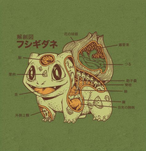 Pokémon Anatomy Bulbasaur (ngl I find this fascinating and kinda cute. Kinda) Bulbasaur Pokemon, Pokemon Red Blue, Pokemon Bulbasaur, Pokémon Master, Pokemon Drawings, Pokemon Characters, Geek Out, Pokemon Pictures, Pokemon Art