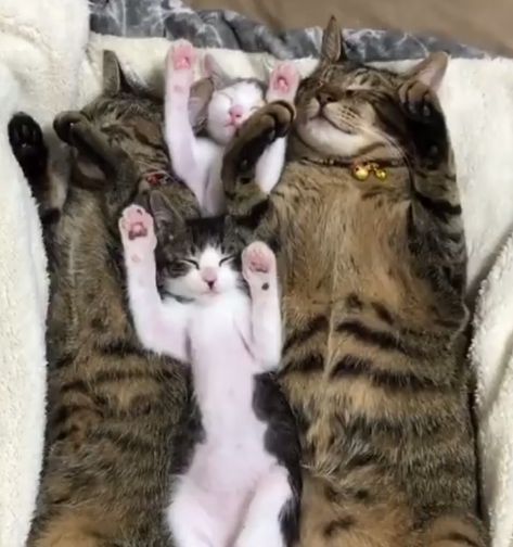 Cats Family, Sleepy Kitten, Magic Mountain, Three Cats, Kittens And Puppies, Cat Family, Cat Photography, Funny Cute Cats, Cute Animal Pictures