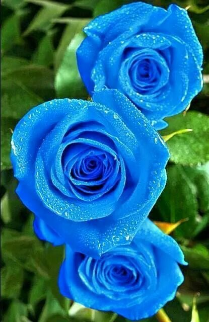 Gorgeous Blue Roses Wallpaper, Rose Seeds, Rose Bleu, Rare Flowers, Beautiful Flowers Wallpapers, Beautiful Rose Flowers, Beautiful Flowers Pictures, Flowers Garden, Rose Wallpaper