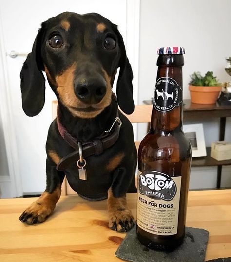 #dachshund_feature #dachshunddaily #dachshundlovers #dachshund_world #dachshundsofig #dachshundworld #dachshundmix #dachshundpuppies #dappledachshund Dachshund Stuff, Dog Beer, Dachshund Funny, Weiner Dogs, Miniature Dachshunds, Doxie Dogs, Funny Dachshund, Weenie Dogs, Dachshund Lovers