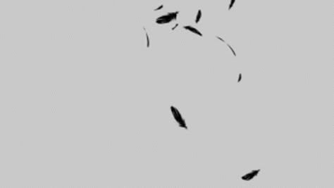 Feathers Falling Feathers GIF - Feathers Falling Feathers Bird Feather - Discover & Share GIFs Feather Animation, Crow Gif, Wings Gif, Falling Animation, Gif Effects, Bird Animation, 8 Anniversary, Fly Gif, Falcon Feather