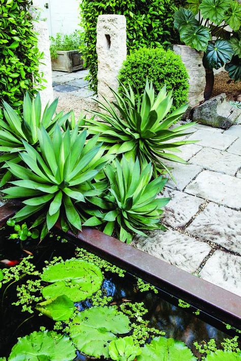 Agave ‘Red Margin’ borders the water feature, which is made from sheet bronze. The stone element in the background is a reclaimed French post, juxtaposed on its right with a boxwood globe and a wooden seat. The large-leafed plant is Begonia ‘Lotusland’ Scott Shrader, Concrete Backyard, Natural Playground, Horse Property, Backyard Playground, Cactus Garden, Pretty Plants, Garden Signs, Small Gardens