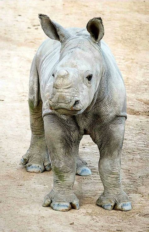 Rhinoceros - White Rhino calf - by Todd Lahman San Diego Zoo Safari Park, Baby Rhino, So Hungry, Wild Animals Photos, White Rhino, Unlikely Friends, Safari Park, Rhinos, San Diego Zoo