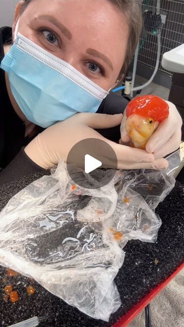 Dr. Samantha Gruenwald on Instagram: "Today I had the pleasure of doing my first wen trim on a 1yr old oranda goldfish. It was a learning experience and I really enjoyed being able to improve this guy’s quality of life! Thank you Tia for helping me problem solve with our tanks and anesthetic system. It worked great! The owner was happy, the fish did great- overall a win 🏆 
#fishvet #aquarium #wenresection #exoticveterinariansofinstagram #veterinariansofinstagram🐾👩🏽‍⚕️🐇 #aquaticmedicine #goldfish #orndagoldfish #exoticvetmed ##exoticveterinarymedicine #goldfishkeepers #vetmedicine #anesthesia #fancyfish #exoticvet" Oranda Goldfish Tank, Beautiful Goldfish Aquarium, Goldfish Japanese, Veiltail Goldfish, Oranda Goldfish, Fish Goldfish, Goldfish Tank, Fancy Goldfish, Vet Medicine