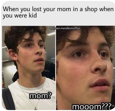 Shawn Mendes Quotes, Shawn Mendes Funny, Shawn Mendes Memes, Celebrity Memes, Shawn Mendes Imagines, The Struggle Is Real, Memes Hilarious, Struggle Is Real, Funniest Memes