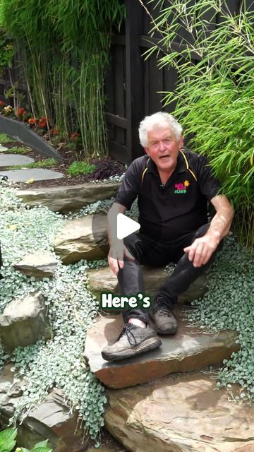 Hello Hello Plants on Instagram: "Why is Silver Dichondra one of the most useful groundcovers? Get yours here: https://www.thetutuguru.com.au/shop/dichondra-argentea-silver-falls/ #hellohelloplants #silverdichondra #nursery #melbourne #plantlovers #plants #groundcover" Dichondra Silver Falls Ground Cover, Silver Dichondra, Rock Swale, Silver Falls Plant, Corner Landscaping Ideas, Fern Garden Ideas, Pnw Landscaping, Dichondra Silver Falls, Decorating A Small House