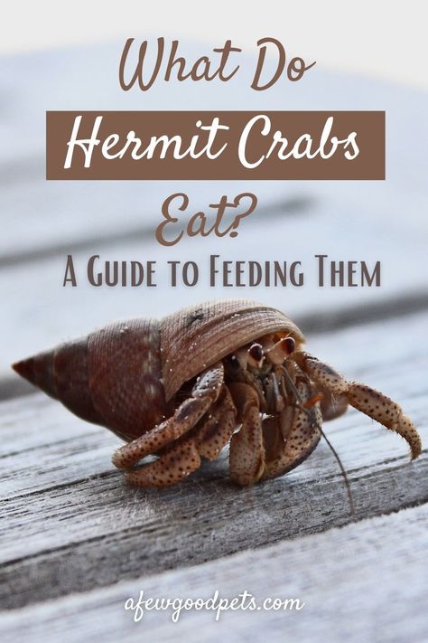 Hermit Crab Care Tips, Hermit Crab Birthday Party, Hermit Crab Diet, Hermit Crab Food List, How To Take Care Of A Hermit Crab, Hermit Crab Enrichment, Hermit Crab Names Ideas, Hermit Crab Tank Setup, Hermit Crabs Habitat Ideas