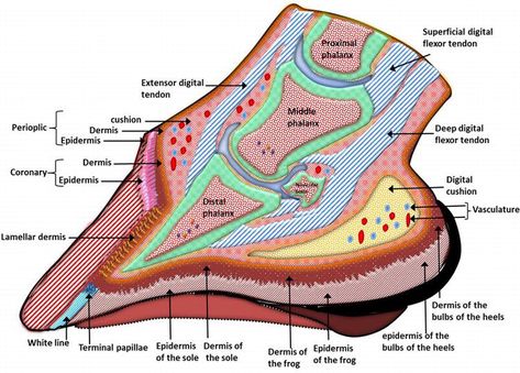 Hoof Anatomy, Horse Hooves, Equine Anatomy, Anatomy Chart, Equine Massage, Vet Life, Equine Veterinary, Basement Membrane, Med Vet