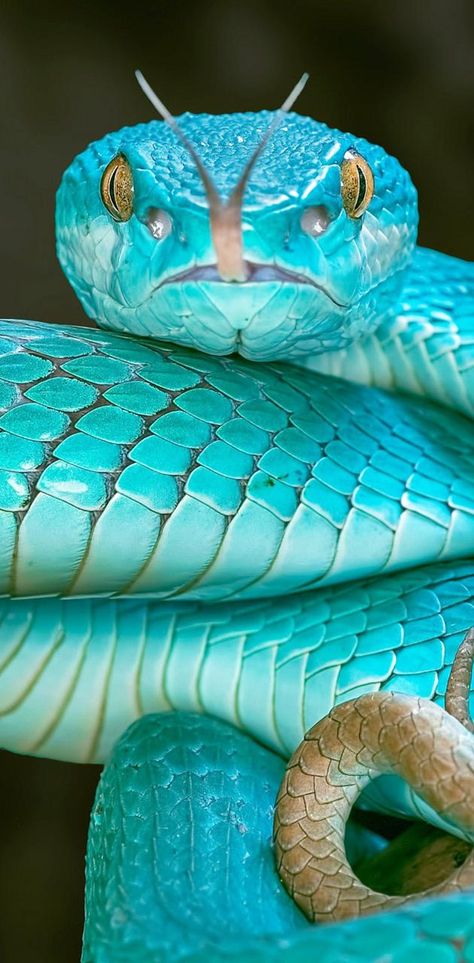 Snake wallpaper by Zomka - c5 - Free on ZEDGE™ Snake Photos, Regard Animal, Regnul Animal, Colorful Snakes, Pretty Snakes, Snake Wallpaper, Blue Pits, Blue Snake, Cute Reptiles