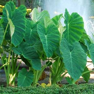 Elephant Ear Bulbs, Colocasia Esculenta, Shallow Water, Uk Garden, Easy Care Plants, Blue Hawaii, Elephant Ears, Mediterranean Garden, Plant Combinations