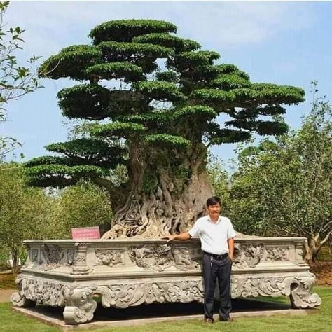 Large Bonsai Tree, Bonsai Nursery, Pre Bonsai, Fish Tank Terrarium, Japanese Garden Landscape, Bonsai Tree Types, Bonsai Ideas, Bonsai Tree Care, Garden Pond Design