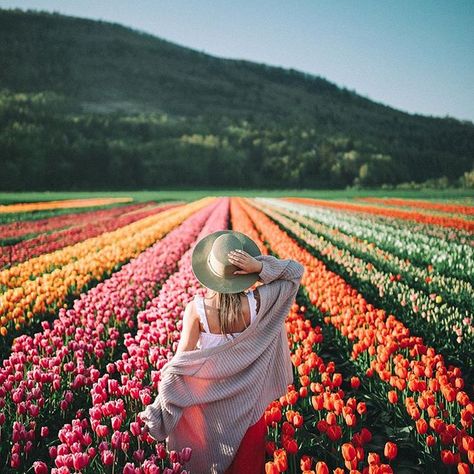 spring time tulips in british columbia.🌷    #Regram via @bryanadamc Sun Morning, Tulip Fields, Flower Field, Photography Inspo, Adventure Awaits, Beautiful World, Photography Tips, Photo Inspiration, Photography Inspiration