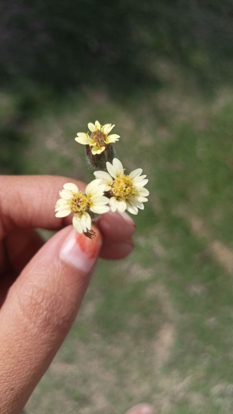 Tridax procumbens flower also known as tridax daisy or coatbuttons Hands With Flowers, Flower Picture, Indian Flowers, Favourite Flowers, Single Flower, Wild Flower, In The Wild, Flower Photos, Flower Pictures