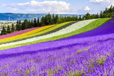 Irodori field, Tomita farm, Furano, Japan. It is the famous and beautiful flower , #spon, #farm, #Furano, #Tomita, #Irodori, #field #ad Monte Fuji, Otaru, Japanese Travel, Family Nature, Furano, Nature Tour, Japan Travel Guide, Takayama, Kagoshima