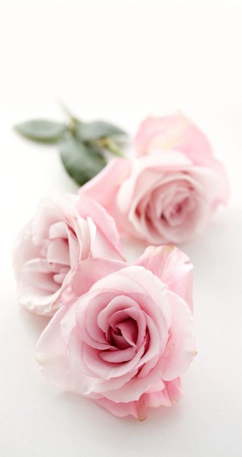 Wallpaper, pretty, hd, iPhone, background, pink, flower, rose, roses Rose Belle, Colorful Roses, Trendy Flowers, Rose Cottage, Love Rose, Beautiful Blooms, Pink Wallpaper, Love Flowers, Flowers Photography