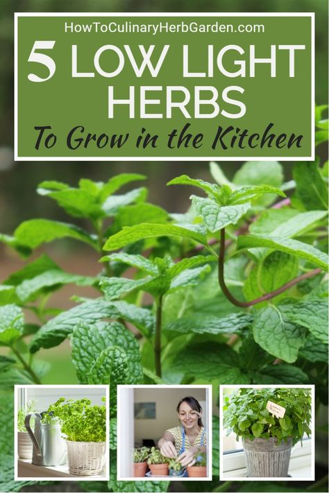 Easy Indoor Herbs To Grow, What Herbs Can You Grow Inside, Kitchen Plant Ideas Indoor Herbs, Herbs Inside The House, Kitchen Grow Lights Indoor Herbs, Kitchen Herb Wall With Grow Lights, Growing Herbs Indoors Ideas, Growing Herbs Indoors With A Grow Light, Diy Indoor Herb Garden With Grow Light