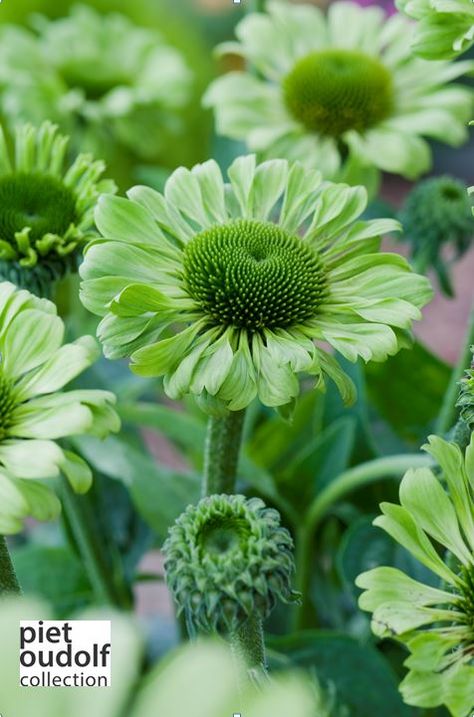 Echinacea purpurea Green jewel® Prairie Garden, Flower Quilts, Echinacea Purpurea, Border Plants, Moss Garden, Have Inspiration, Flower Background Wallpaper, Flower Farm, Exotic Flowers