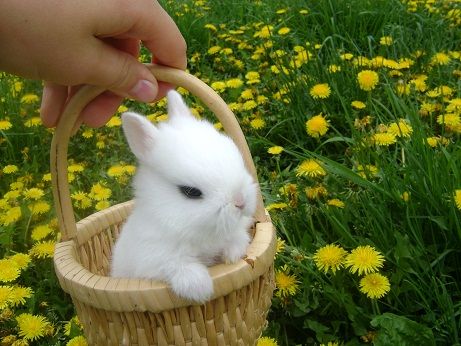 miniature bunnys | have three adorrrrrrable little dwarf bunnies for sale visit my blog ... Cute Bunny Pictures, Pet Bunny, Super Cute Animals, Baby Animals Funny, Fluffy Animals, Cute Animal Photos, Cute Animal Pictures