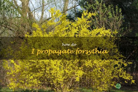 Propagating Forsythia: A Step-By-Step Guide Propagating Forsythia, Forsythia Bush, Plant Cuttings, All About Plants, Step Guide, Planting, Get Started, Step By Step, Plants