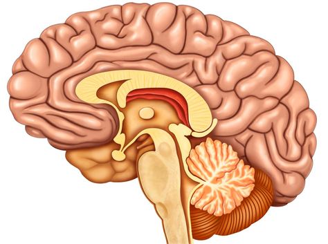 Diagram of the Brain and its Functions - Bodytomy Human Brain Diagram, Human Brain Anatomy, Brain Diagram, Brain Drawing, Brain Images, Frontal Lobe, Brain Anatomy, Brain Stem, The Human Brain