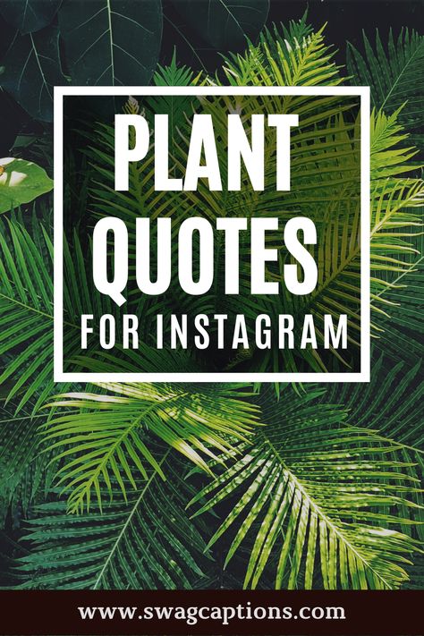 Plant Happiness Quotes, Plant Inspiration Quotes, Caption For Plant Pictures, Plant Slogans Inspiration, New Plant Quotes, Planting Quotes Life Inspiration, Plant Phrases Quotes, Plant Shopping Quotes, Plant Quotes Short