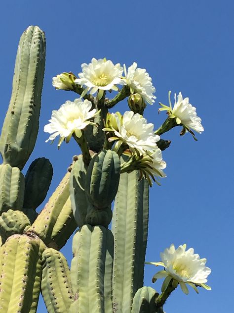 San Pedro Cactus Tattoo, Desert Rose Aesthetic, Cactus Reference, Desert Cactus Photography, Saguaro Cactus Flower, Cacti Photography, Cactus Photoshoot, Cactus With Flowers, Pretty Cactus