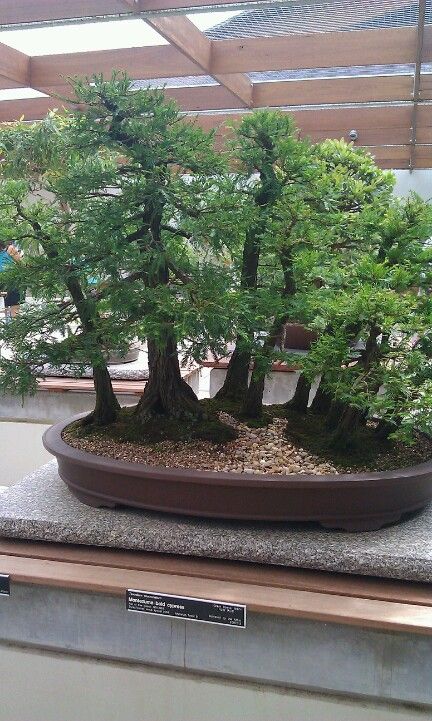 Montezuma bald cypress bonsai forest Redwood Bonsai, Cypress Bonsai, Garden Bonsai Tree, Forest Project, Flowering Bonsai Tree, Growing Bonsai, Maple Bonsai, Bonsai Forest, Bonsai Tree Types