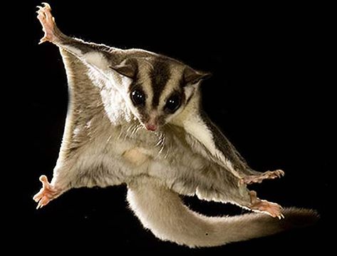 Sugar Glider - Sweet, Striped and Stealthy | Animal Pictures and Facts | FactZoo.com Sugar Bears, Pigs Fly, Flying Squirrel, Sugar Glider, Australian Animals, An Animal, Animal Photo, Exotic Pets, 귀여운 동물