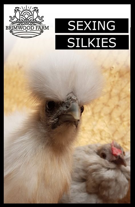 Silkie Chickens Baby, Silkies Chickens, Silky Chickens, Silkie Chickens Coop, Silky Chicken, Chicken Math, Frizzle Chickens, Silkie Hen, Silkie Bantam