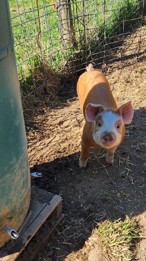 Cute Farm Animal Pictures, Pigs On Farm, Backyard Animal Farm, Pig Farm Aesthetic, Cute Farm Dogs, 4h Animals, Hereford Pigs, Pet Pig Care, Farming Aesthetic