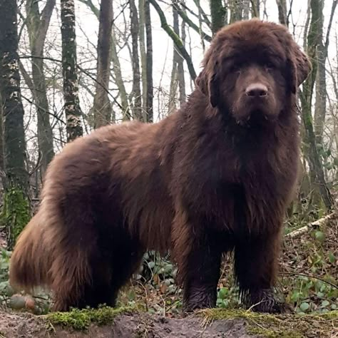 Newfoundland Dog Brown, Brown Newfoundland Dog, Brown Newfoundland, Newfoundland Dog Puppy, Dog Name Ideas, Big Fluffy Dogs, Beautiful Dog Breeds, Dog Breeds List, Newfoundland Dogs