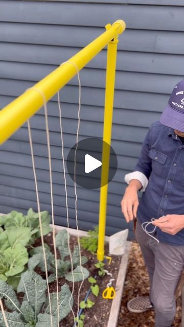 Seattle Urban Farm Co | Garden Creators on Instagram: "Pole beans are amazing. Thigmotropism helps them wrap around whatever support you put near them. And unlike many other crops, they wrap and hold so effectively that you usually don’t need to give them any help. Just plant and watch the magic happen. We like to grow them on vertical strings and by letting them grow up the poles of our Freyr trellis and across the top. Growing them on the poles is especially nice if you’re using the trellis to grow a different crop on strings but need a place for your beans! Check out our podcast episode on beans for more info! . . . #polebeans #verticalgarden #trellisgarden #growup" Pole Bean Trellis, Bean Trellis, Bean Plant, String Bean, Urban Farm, Pole Beans, Urban Farming, Garden Trellis, Veggie Garden