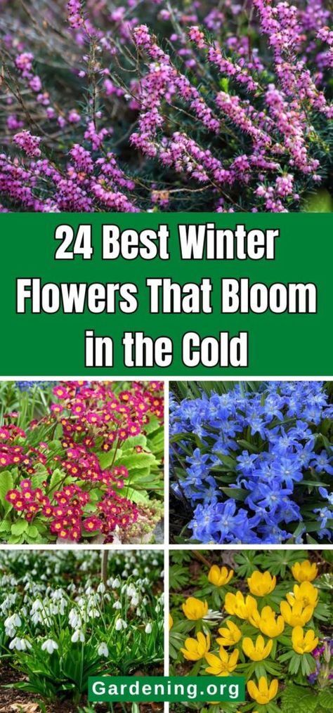 Winter Flowers Garden, Glory Of The Snow, Ornamental Cabbage, Goth Garden, Winter Gardening, List Of Flowers, Winter Plants, Plant Diseases, Outdoor Flowers