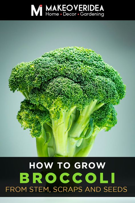 Learn how to grow broccoli from stem pieces and scraps. Discover how easy it is to regrow this delicious, nutrient-dense veggie in your own garden. Growing From Scraps, How To Grow Broccoli, Plant Grafting, Grow Broccoli, Greenhouse Planting, Broccoli Plant, Growing Broccoli, Herbs And Plants, Garden Life