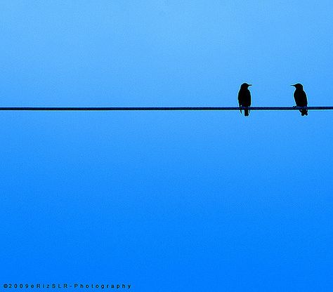 I was lucky to come across a number of birds just resting on electrical wires... This one is just one of few shots I was able to take...  Keep an eye out for the rest! :)  Happy Monday Blues! Extraordinary Photography, Minimal Ideas, Minimalistic Photography, Minimalism Photography, Clean Photography, Simplicity Photography, Minimal Photography, Minimalist Photos, Space Photography