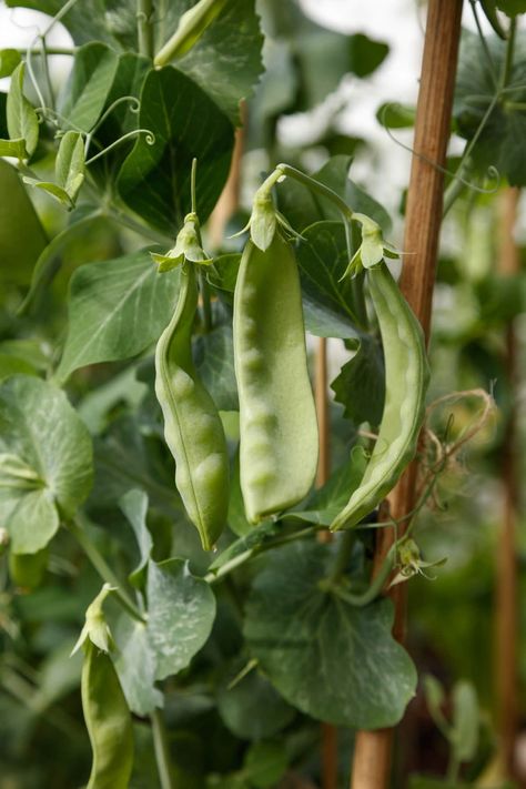 How to Grow Snow Peas? Growing Snow Peas, Seed Companies, Small Trellis, Snow Pea, Melting Snow, Pea Plant, Snow Peas, Seed Company, Grocery Stores