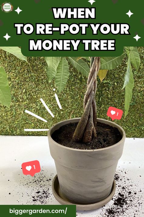 Re-potting a money tree can be a game changer for its growth. Uncover the best techniques and tips for a successful transition. 🌱 Read on and join our community for a wealth of gardening knowledge! Repotting A Money Tree, Money Tree Plant Care Tips, Money Tree Plant Care, Gardening Knowledge, Patio Container Gardening, Money Tree Plant, Aquarium Garden, Container Herb Garden, Garden Planters Pots