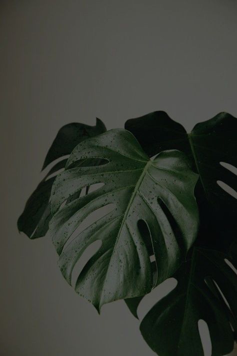 Green Inspo, Rex Orange County, Rex Orange, Halloween Wallpaper Iphone Backgrounds, App Pictures, Dark Theme, Instagram Inspiration Posts, Halloween Wallpaper Iphone, Instagram Feed Inspiration