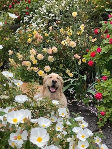 Cottagecore Dog, Dog Flowers, Aesthetic Dog, Dog Garden, Silly Dogs, Retriever Puppy, Spring Aesthetic, Dogs Golden Retriever, Cute Creatures