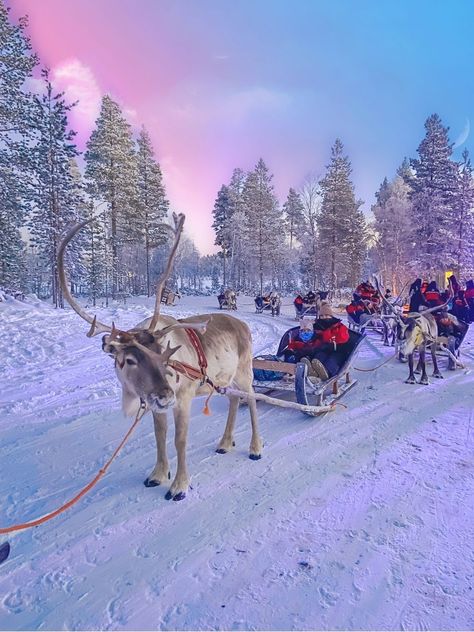 reindeer sleigh rides in Santa's Lapland Winter Travel Aesthetic, Reindeer Sleigh, Swedish Lapland, Lapland Christmas, Lap Land, Lapland Aesthetic, Cute Winter Outfits Baddie, Christmas Raindeer, Lapland Finland Christmas